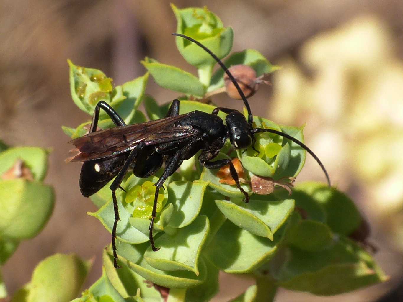 Pompilidae con macchie rossa e bianca